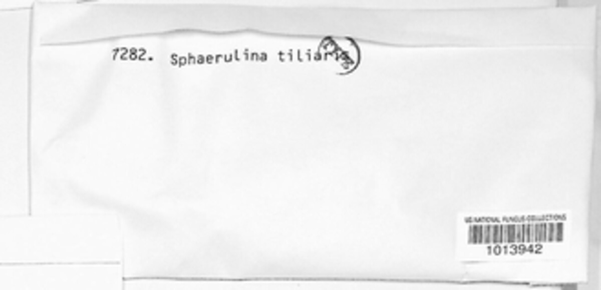 Sphaerulina tiliaris image